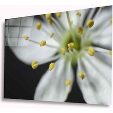 Miraax Çiçek Cam Tablo 4mm Dayanıklı Temperli Cam