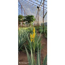 Akdeniz Aloe Vera 4 Adet Aloe Vera Fidanı 20- 30 cm