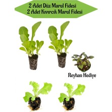 Bitkim Sende Salata Seti 2 Adet Düz Marul Fidanı+ 2 Adet Kıvırcık Marul Fidanı Reyhan Hediyeli