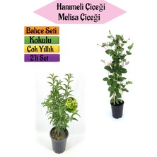 Bitkim Sende Mis Kokulu Hanımeli Fidanı+Kokulu Melisa ÇIÇEĞI(40-80CM) 2 Adet Kokulu Bahçe Seti