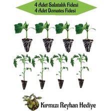 Bitkim Sende 4 Adet Salatalık Fidesi + 4 Adet Domates Fidesi Kırmızı Reyhan Hediyeli Bahçe Seti