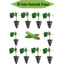 Bitkim Sende 10 Adet Badem Salatalık Fidanı Bahçe Seti