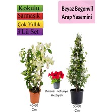Serada Decor Plant Beyaz Begonvil+ Arap Yasemini+ Kırmızı Petunya Hediyeli