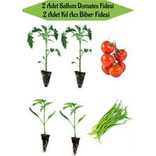 Serada Decor Plant Fide Seti 2 Adet Salkım Domates Fidanı+ 2 Adet Kıl Acı Biber Fidanı