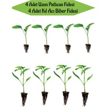 Serada Decor Plant Fide Seti 4 Adet Uzun Patlıcan Fidanı+ 4 Adet Yeşil Kıl Acı Biber Fidanı