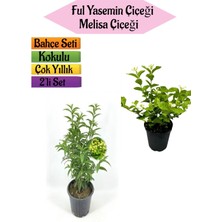 Serada Decor Plant Mis Kokulu Melisa Fidanı+Kokulu Ful Yasemin ÇIÇEĞI(40-80CM) 2 Adet Kokulu Bahçe Seti