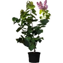 Serada Decor Plant Mis Kokulu Leylak Fidanı+Kokulu Melisa Çiçeği (40-80CM) 2 Adet Kokulu Bahçe Seti