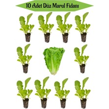 Serada Decor Plant 10 Adet Yeşil Düz Marul Fidanı Bahçe Balkon Mutfak Seti