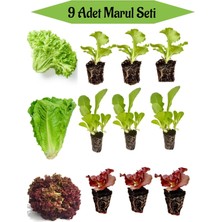Serada Decor Plant 3 Adet Kıvırcık Marul Fidesi+ 3 Adet Düz Marul Fidesi+3 Adet Kırmızı Kıvırcık Marul Fidesi