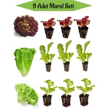 Serada Decor Plant 3 Adet Kırmızı Kıvırcık Marul Fidesi+ 3 Adet Düz Marul Fidesi+3 Adet Kıvırcık Marul Fidesi