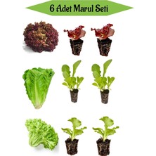 Serada Decor Plant 2 Adet Kırmızı Kıvırcık Marul Fidesi+ 2 Adet Düz Marul Fidesi+2 Adet Yeşil Kıvırcık Marul Fidesi