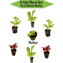 Serada Decor Plant 6 Adet Karışık Marul Fidesi Seti Yeşil Reyhan Hediyeli Balkon Mutfak Seti