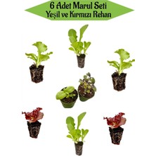 Serada Decor Plant 6 Adet Karışık Marul Fidesi Seti Yeşil ve Kırmızı Reyhan Balkon Mutfak Seti