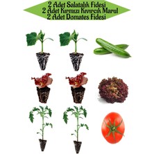 Serada Decor Plant 2 Adet Salatalık Fidesi+2 Adet Domates Fidesi+2 Adet Kırmızı Kıvırcık Marul Fidesi
