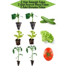 Serada Decor Plant 2 Adet Salatalık Fidesi+2 Adet Yeşil Kıvırcık Marul Fidesi+2 Adet Domates Fidesi