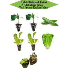 Serada Decor Plant 2 Adet Salatalık Fidesi+2 Adet Düz Marul Fidesi+Kırmızı ve Yeşil Reyhan Bahçe Seti