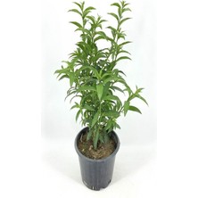 Serada Decor Plant Kokulu Bahçe Seti Hanımeli Fidanı+Melisa Çiçeği +Ful Yasemin FIDANI(40-80CM)