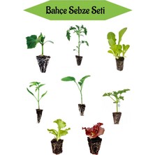 Serada Decor Plant Marul+ Salatalık+Domates+Biber Patlıcan Karpuz Fidanı 8 Adet Karışık Sebze Seti