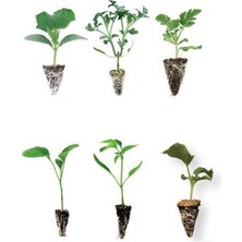 Serada Decor Plant Sebze Fidesi Seti Karışık 20 Adetli (Salatalık-Domates-Karpuz-Patlıcan-Biber-Kabak)