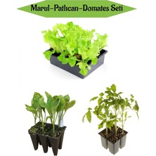 Serada Decor Plant 10ADET Kıvırcık Marul Fidesi+6 Adet Uzun Patlıcan Fidanı+4 Adet Domates Fidesi