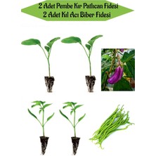 Serada Decor Plant Fide Seti 2 Adet Pembe Kır Patlıcan Fidanı+ 2 Adet Kıl Acı Biber Fidanı