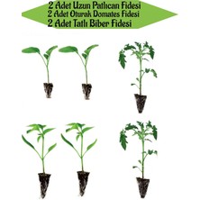 Serada Decor Plant 2 Adet Uzun Patlıcan Fidanı+2 Adet Sarı Tatlı Biber+2 Adet Oturak Domates Fidanı