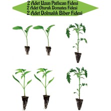 Serada Decor Plant 2 Adet Uzun Patlıcan Fidanı+2 Adet Sarı Dolmalık Biber+2 Adet Oturak Domates Fidanı