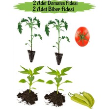 Serada Decor Plant Fide Seti 2 Adet Oturak Yerli Domatesfidanı+ 2 Adet Çarliston Sarı Biber Fidanı