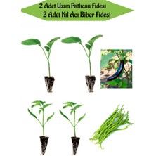 Serada Decor Plant Fide Seti 2 Adet Uzun Patlıcan Fidanı+ 2 Adet Yeşil Kıl Acı Biber Fidanı