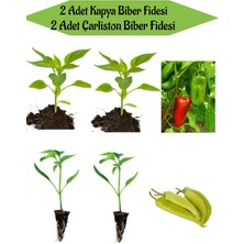 Serada Decor Plant Fide Seti 2 Adet Kapya(Salçalık) Biber Fidanı+ 2 Adet Çarliston Sarı Biber Fidanı