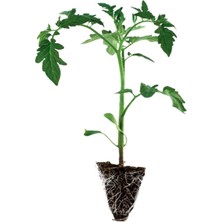 Serada Decor Plant 1 Adet Bodur Çeri Domates Fidesi ( Tohum Değildir Fidedir)