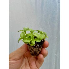 Serada Decor Plant 2 Adet Fesleğen Fidesi (5-10 Cm) Tohum Değildir Fidedir)