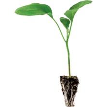 Serada Decor Plant 1 Adet Topan Patlıcan Fidesi ( Tohum Değildir Fidedir)