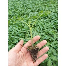 Serada Decor Plant 4 Adet Sırık Çeri Domates Fidesi (Tohum Değildir Fidedir)