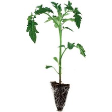 Serada Decor Plant 4 Adet Pembe Renk Çeri Domates Fidesi ( Tohum Değildir Fidedir)