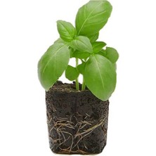 Bitkim Sende 4 Adet Geniş Yapraklı Yeşil Reyhan Fidesi (5-10 Cm) (Tohum Değildir Fidedir)