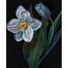 Emos avm Hobby Yaşam Çiçeği 2 Sayılarla Boyama  Seti  Rulo