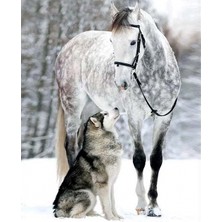 Emos avm Hobby Kurt ve Atın Dostluğu Sayılarla Boyama Seti  Rulo