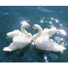 Emos avm Canvas Kuğuların Askı Sayılarla Boyama Seti  Kasnaklı