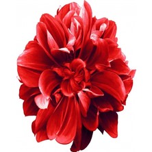 Emos avm Hobby Sade Çiçekler 2 Sayılarla Boyama Seti  Rulo