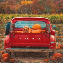 Emos avm Hobby Bal Kabaklari ve Köpe Sayılarla Boyama Seti  Rulo