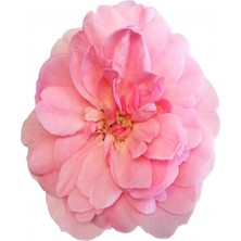 Emos avm Hobby Sade Çiçekler 3 Sayılarla Boyama Seti  Rulo