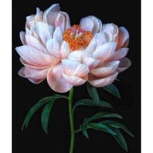 Emos avm Hobby Şakayıkın Zarifliği Sayılarla Boyama Seti  Rulo