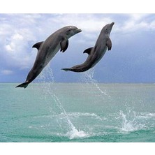 Emos avm Hobby Yunusların Dansı Sayılarla Boyama Seti  Rulo