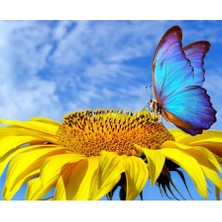 Emos avm Hobby Ayçiçek ve Kelebek Sayılarla Boyama Seti  Rulo