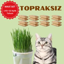 (Maxi Set- 12 Aylık Kullanım) Topraksız Suda Kedi Çimi Yetiştirme Kiti + 12 Aylık Tohum