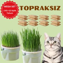 (Mega Set - 12 Aylık Kullanım) 2 Adet Topraksız Suda Kedi Çimi Yetiştirme Kiti + 12 Aylık  Tohum