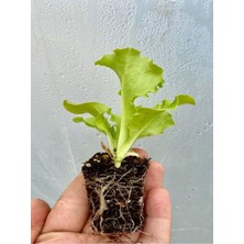Serada Decor Plant 1 Adet Kıvırcık Yeşil Marul Fidesi ( Tohum Değildir Fidedir)