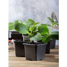 Serada Decor Plant 3 Adet Tüylü Salatalık Fidesi (5-10 Cm) ( Tohum Değildir Fidedir)