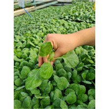 Bitkim Sende Aydın Siyahı Patlıcan Fidesi Yerli Tohum 10 Adet, Mor Cin Biber Fidesi 1 Adet